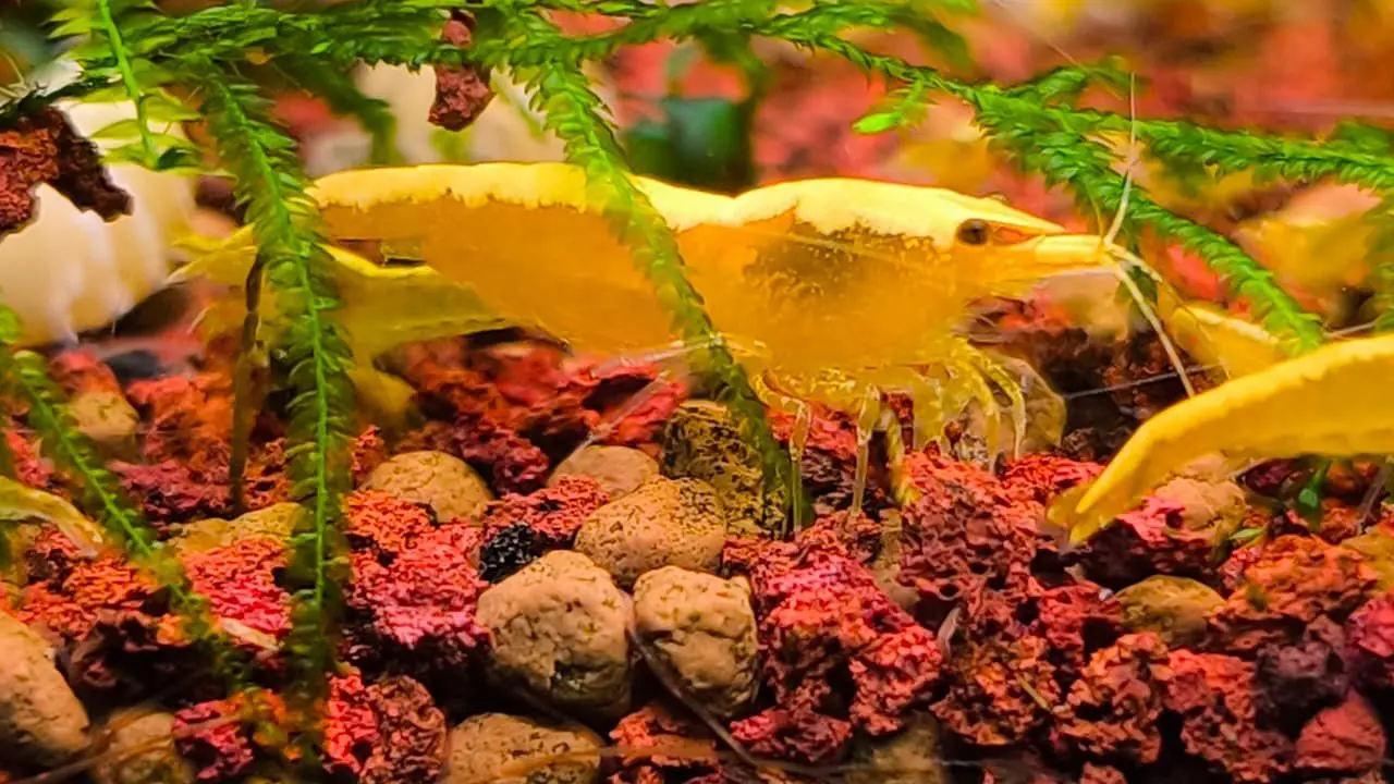 Yellow Golden Back